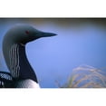 thumbnail image 2 of Close Up Portrait Of An Arctic Loon   Richardson Mountains  Yukon Poster Print, 2 of 2