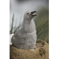 thumbnail image 2 of Anon, Josh 11x14 Gold Ornate Wood Framed with Double Matting Museum Art Print Titled - Saunders Island A juvenile albatross calling, 2 of 4