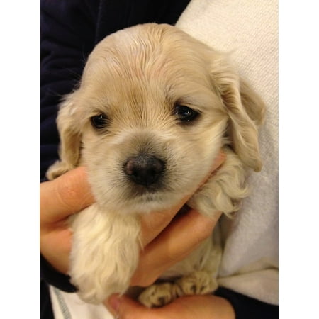 Canvas Print The Golden Retriever Puppy Baby Stretched Canvas 10 X