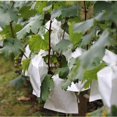 thumbnail image 5 of 100 Pieces Garden Grape Fruit Protection Bags Forest Fruit Vegetable Bed Flowers Pest Control Net Bags Insect Isolation Bags (220 320mm, White), 5 of 5