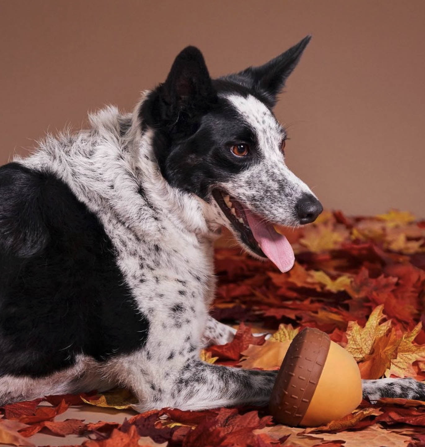 BARK Acornucopia Durable Dog Toy for Active Dogs