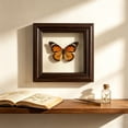 thumbnail image 4 of Feledorashia Shadow Box Frame, Specimen Display Frame, Deep Hollow Display for Dried Flowers Keepsakes Photos and Crafts, MDF Frame with Clear Glass Window Back Support and Layered Border, 4 of 6