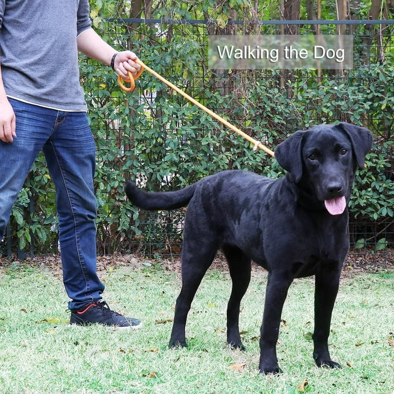Lasso leash 2025