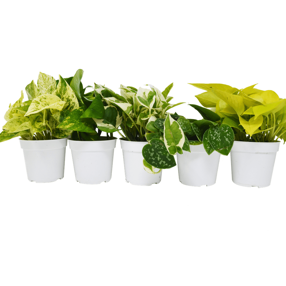 5 Different Pothos Plants in 4" Pots Live House Plant