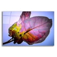 thumbnail image 1 of Epic Art 'Bougainvillea Leaf' by Pamela Plummer, Acrylic Glass Wall Art, 24"x16", 1 of 8