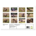 thumbnail image 2 of White-tailed eagle in Poland (Monthly Wall Calendar 2026 16.5 x 23.4 (open)), CALVENDO 14 Month Calendar, 2 of 9