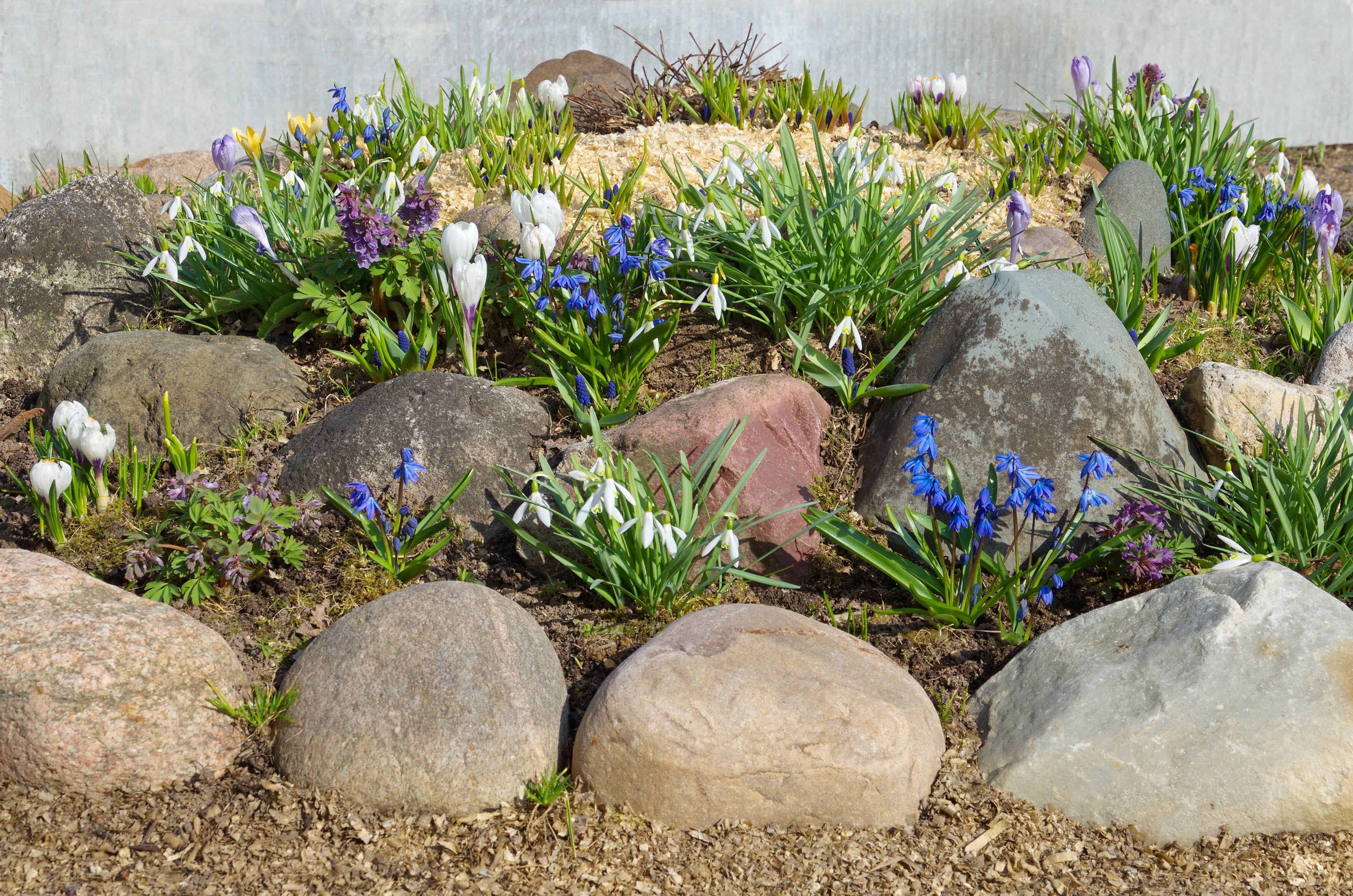 Rock Garden Flower Bulb Mixed Collection - 55 Count - Walmart.com