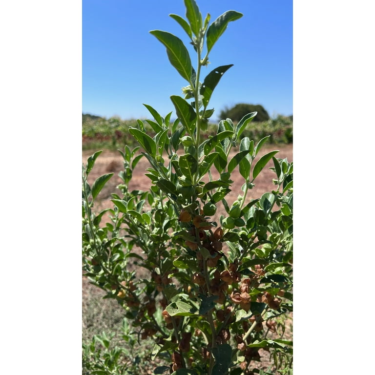 badam plant Badam-Indian Almond Tree (Terminalia Catappa)