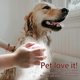 thumbnail image 2 of Dog Bath Brush, Pet Massage Brush Shampoo Dispenser, Soft Silicone Brush Rubber Bristle for Dogs and Cats Shower Grooming (Pink), 2 of 4