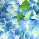 thumbnail image 2 of Leis Hawaianos Azules Con Hojas Verdes, 4 Uds., Para Fiesta De Graduación, Baile, Foto, Accesorio En Exteriores (Azul), 2 of 5