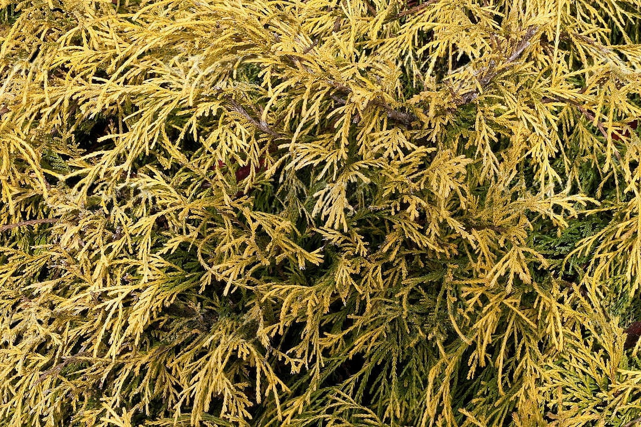 National Plant Network 3 gal. Live Shrub Gold Mop Cypress Condition with Full Sunlight