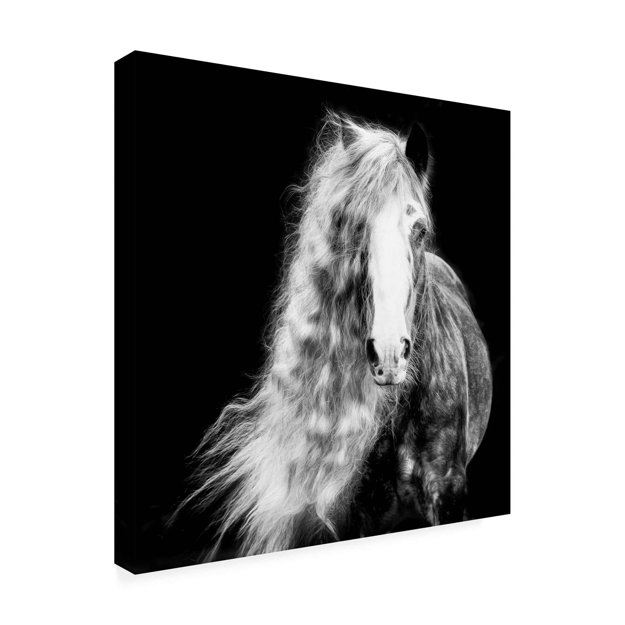PHBurchett 'Black and White Horse Portrait I' Canvas Art