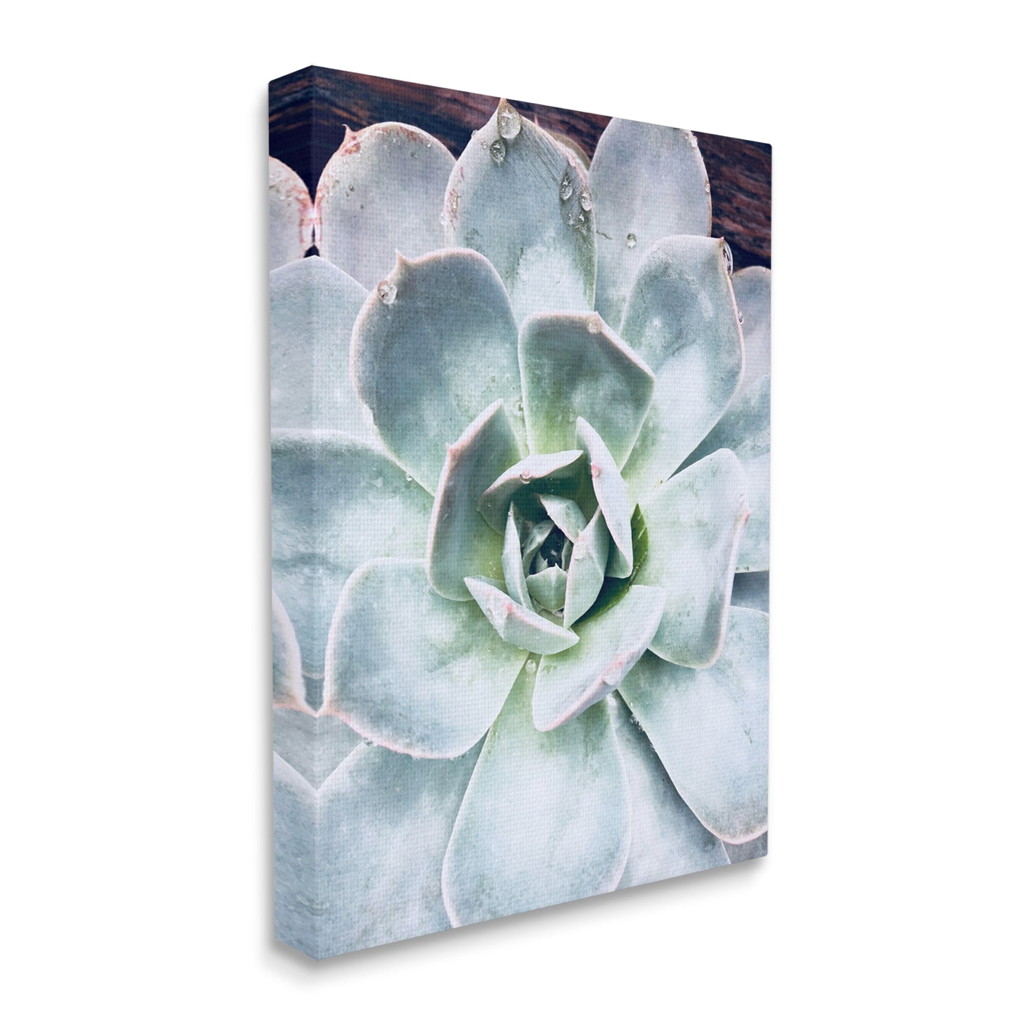 Stupell Industries Succulent Leaves Water Droplets Botanical & Floral Photography Gallery Wrapped Canvas Print Wall Art