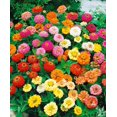thumbnail image 3 of shiyou-- 100+ Zinnia Liliput Dwarf - Flower Mix, 3 of 4