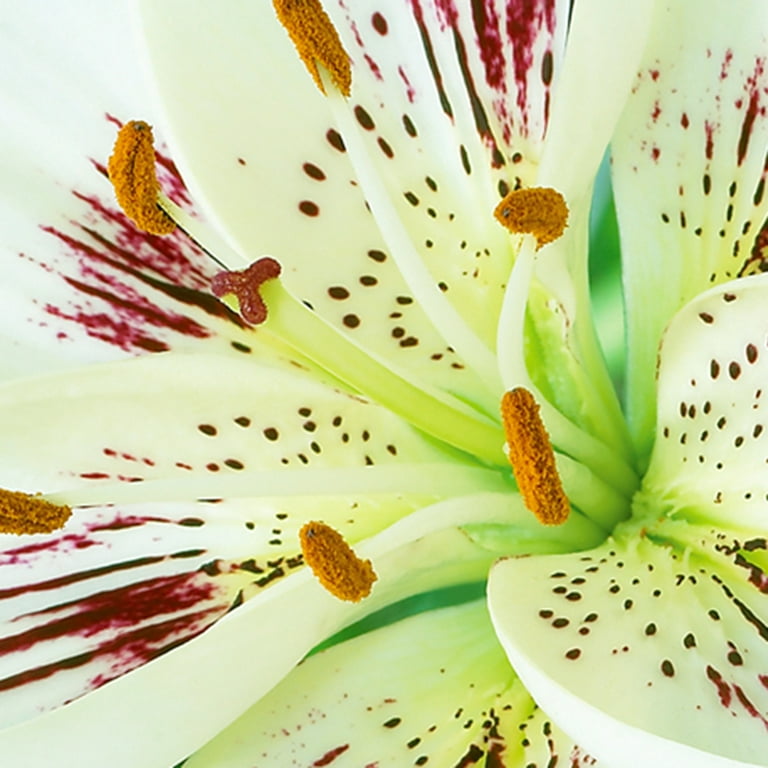Van Zyverden Lily Easy Spot (Set of 4 Dormant Bulbs) Partial Van Zyverden Lily Easy Spot (Set of 4 Dormant Bulbs) Partial