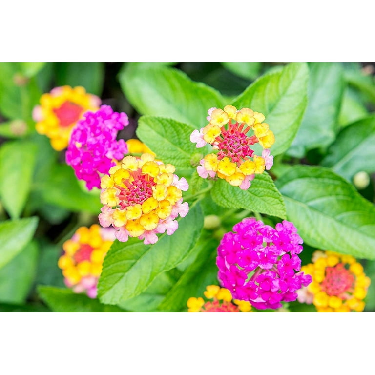 climbing roses seeds 5 RED CLIMBING ROSE Rosa Bush Vine Climber Fragrant Butterfly Flower S   Seedville USA