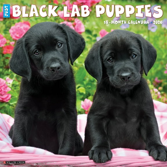 Black Lab Puppies 2026 Wall Calendar
