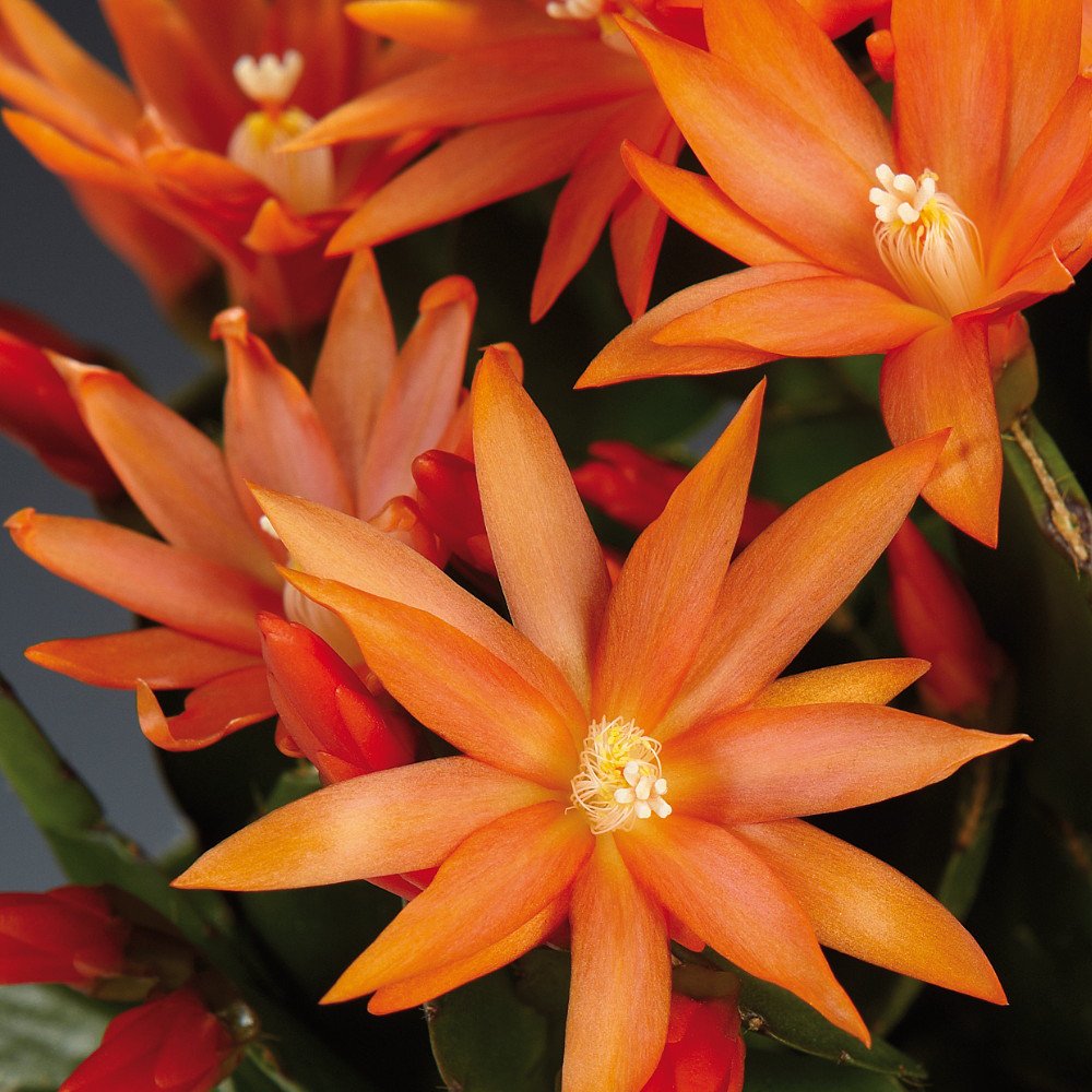 Orange Easter Cactus Rhipsalidopsis Rare 6" Pot