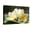 Canvas, variant on Art.com Frangipani Tropical Flowers, Plumeria Flowers Fresh Photographic Print by worawut2524, 18" x 12"