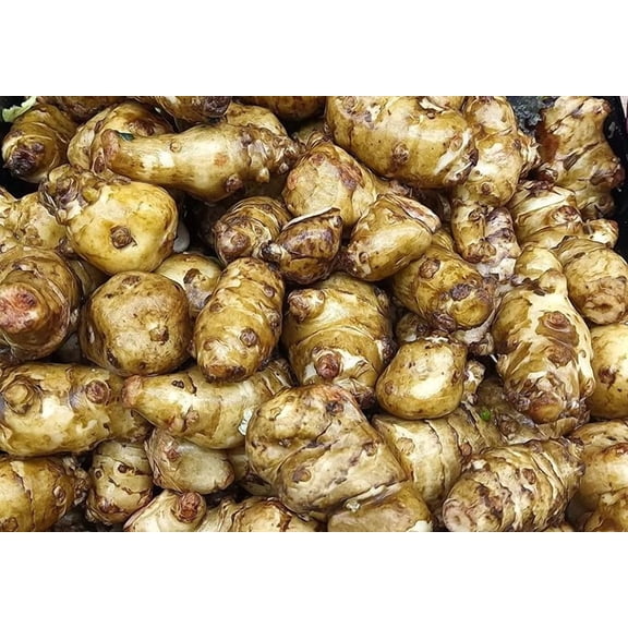 Twenty POUNDS of Jerusalem Artichoke Tubers | Sunchokes by Greenhouse PCA | Fresh Sunchoke Bulbs for Eating or Planting in Bulk