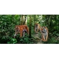 thumbnail image 2 of Pangea Images 14x9 White Modern Wood Framed Museum Art Print Titled - Bengal Tigers (detail), 2 of 4