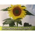 thumbnail image 3 of 100 Organic Mongolian Giant Sunflower Seeds for Planting; Non-GMO PanAsiaHeirloom, 3 of 4