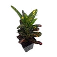 thumbnail image 2 of Sloppy Painter Croton - 4" Pot - Colorful House Plant, 2 of 2
