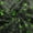 Light Forest Green, variant on Erosebridal Neon Fabric by the Yard 1 Yard Cube Home Decor Fabric by the Yard, Forest Green