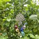 thumbnail image 5 of Crystal Ball Prisms Suncatcher Tree Of Life Window Hanging Ornament Rainbow Maker Pendant For Home, Garden Decoration -aqwg, 5 of 5