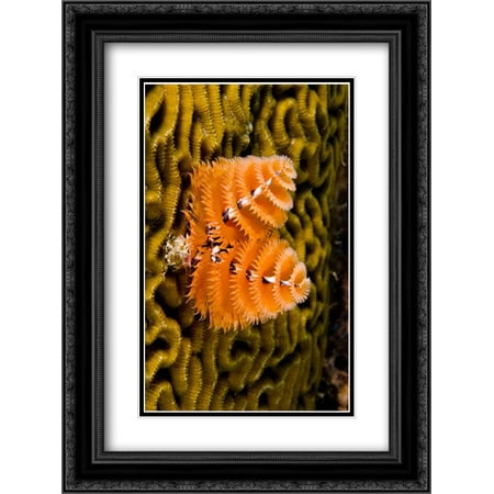Christmas Netherlands Black Pete Christmas Tree Worm filter feeding while attached to Brain Coral, Bonaire, Netherlands Antilles, Car 2x Matted 18x24 Black Ornate Framed Art Print by Oxford, Pete ()