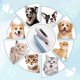 thumbnail image 4 of Cepillo para perros y gatos, sistema de eliminación de pelo con un solo clic, cepillo de aseo, cepillo autolimpiante para gatos, cepillo para mascotas pequeñas (perros y gatos)., 4 of 5