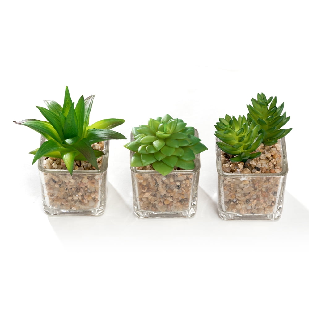 K-Cliffs Mini Succulent  Potted in Modern Cube Shape Clear Glass Pots 3pcs Set.Overall- 8.3L x 3.9W x 4.3H inches; each Pot (not including Plants)- 2L x 2W x 2H inch