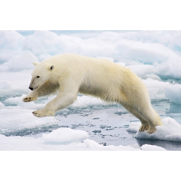 24x36 gallery poster, Polar bear jumping on fast ice in Spitsbergen Island, Svalbard Archipelago, Norway