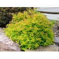 thumbnail image 3 of 2 Gallon Goldflame Spirea Shrub, 3 of 6
