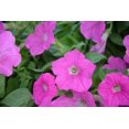 thumbnail image 2 of 100 PINK PETUNIA Flower Seeds, 2 of 3