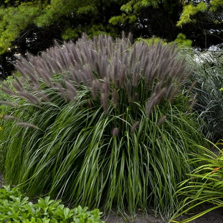 Red Head Fountain Grass - Pennisetum - 4" Pot