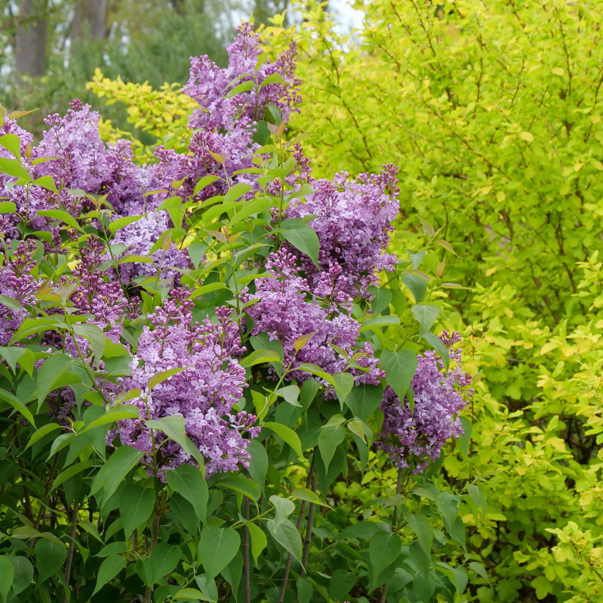 Proven Winners ColorChoice 5" Purple Scentara Pura Lilac Live Plant in 4.5" Pot (4 Count)