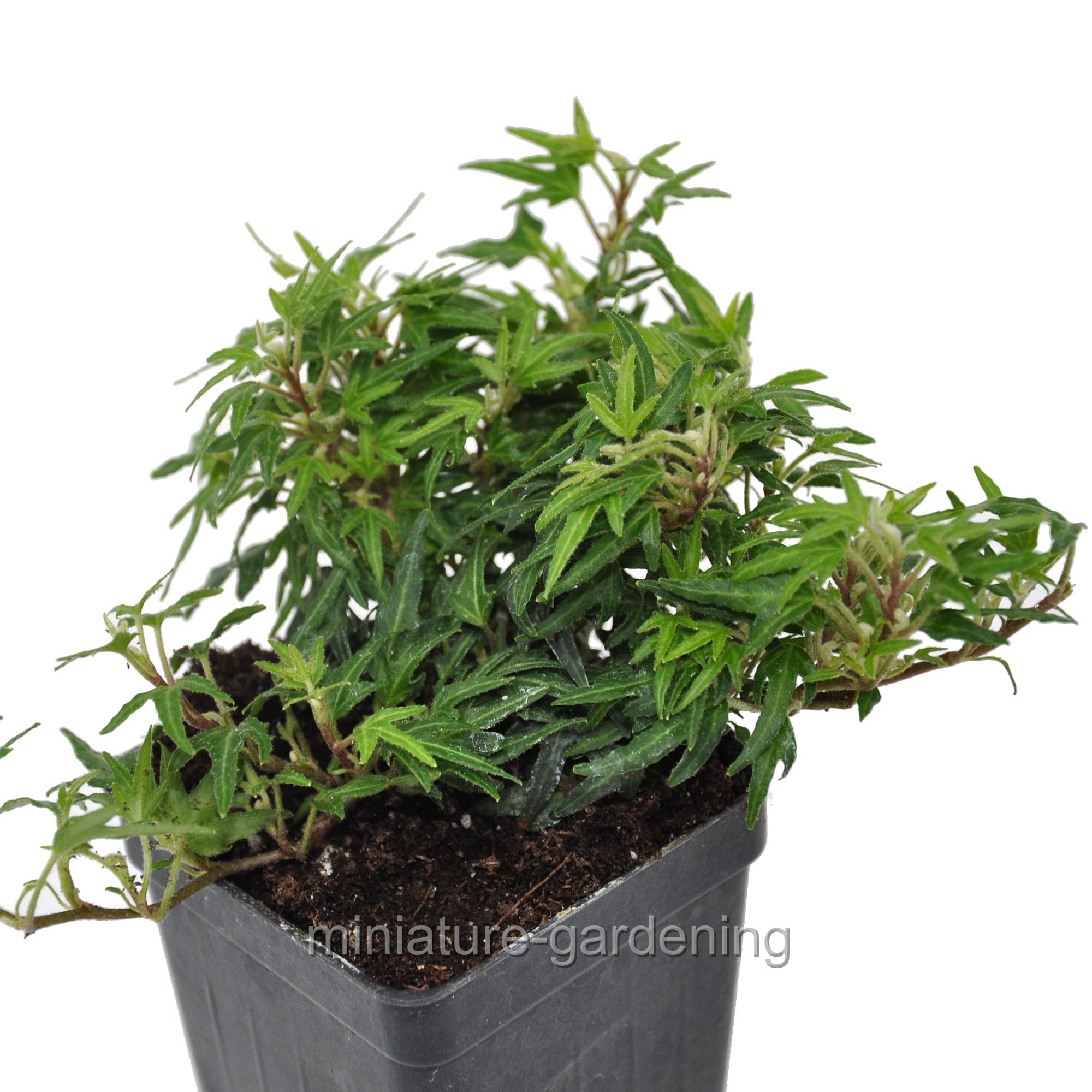 Hedera Itsy Bitsy Miniature Ivy Walmart Com