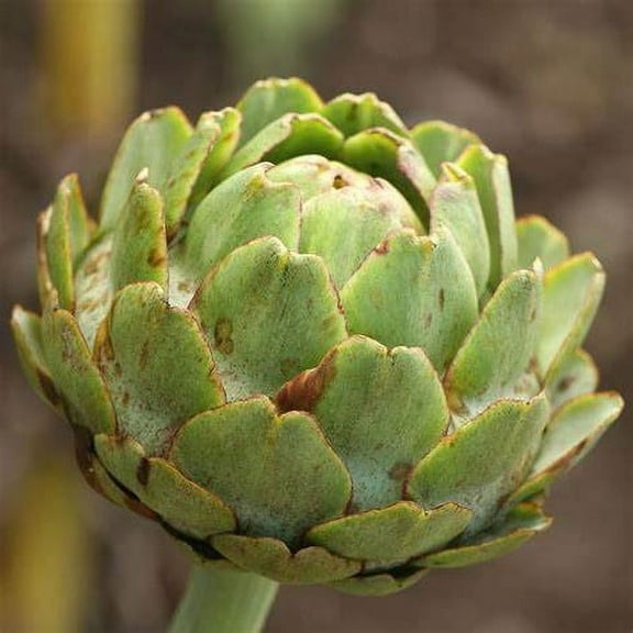 Green Globe Artichoke Seeds - 100 Count Seed Pack - A Perennial Heirloom Variety with Silvery-Green Leaves - Country Creek LLC