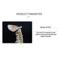 thumbnail image 5 of 45cm Human Spine With Pelvic Human Anatomical Anatomy Spine Spinal Column +stand Fexible, 5 of 5