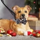 thumbnail image 4 of Apuakthei Collar para perros con pajarita, 4 of 5