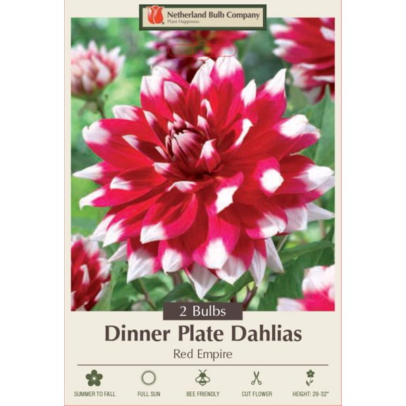 Red Empire Decorative Dahlia - 2 Bulb Clumps