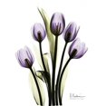 thumbnail image 2 of Regal Tulip B13 Poster Print by Albert Koetsier, 2 of 2
