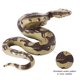 thumbnail image 2 of LUOEM Alta simulación Python modelo de juguete grande serpiente realista de Halloween Tricky Creepy Prank Scary Snake Toy, 2 of 5