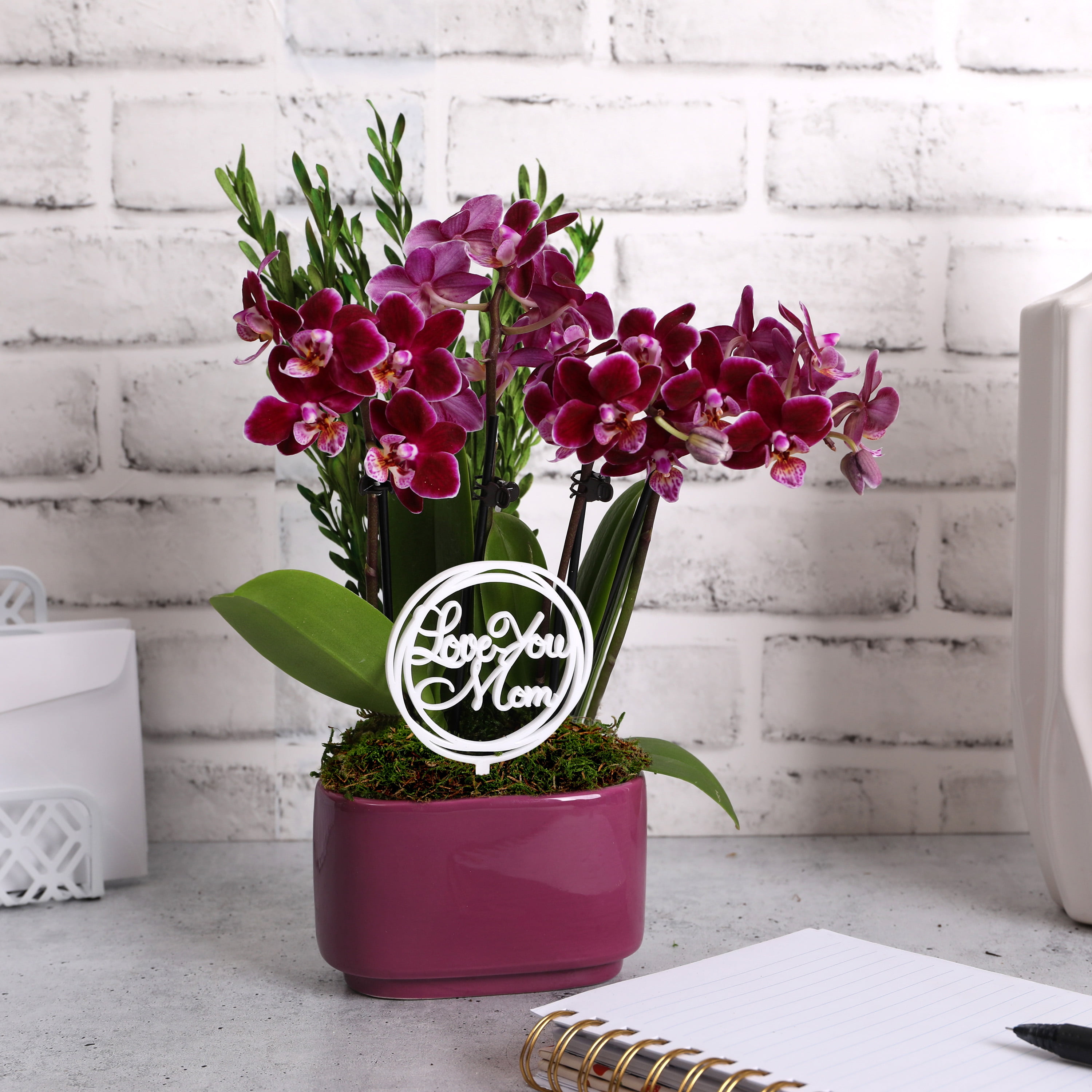 Live 4in Dark Purple Orchid Duo in Purple Pot with 'Love You Mom" Pick and Preserved Green - Perfect Gift
