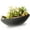 Green, variant on 7.5 in. Succulent in Ceramic Pot