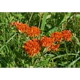thumbnail image 4 of Butterfly Weed Seeds/ Perennial/ Full Sun/ 1050 Seeds 1/4 oz/ Zellajake Farm and Garden- B213, 4 of 5