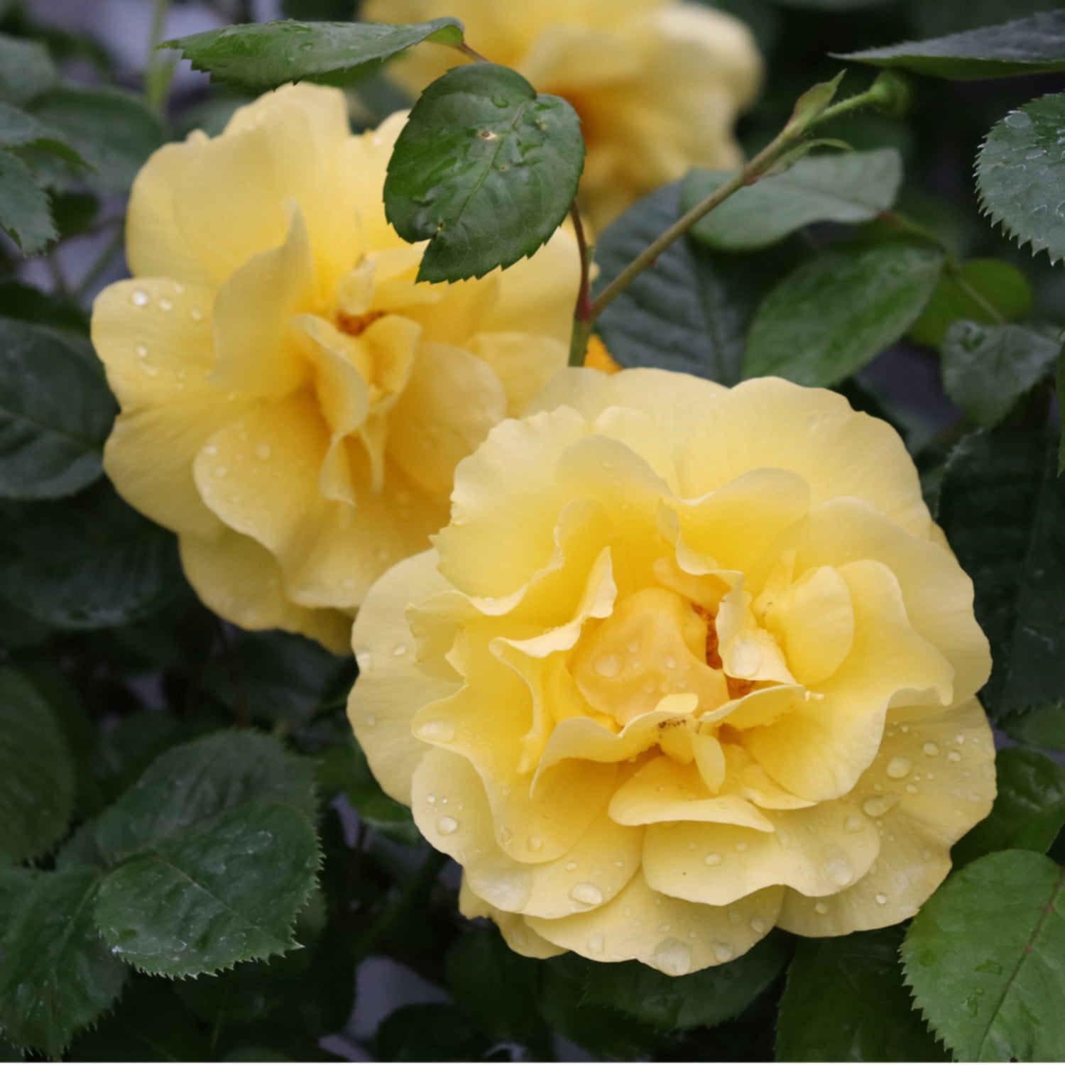 Proven Winners 5" Reminiscent Yellow Garden Rose Live Plant in 4.5" Pot (4 Count)