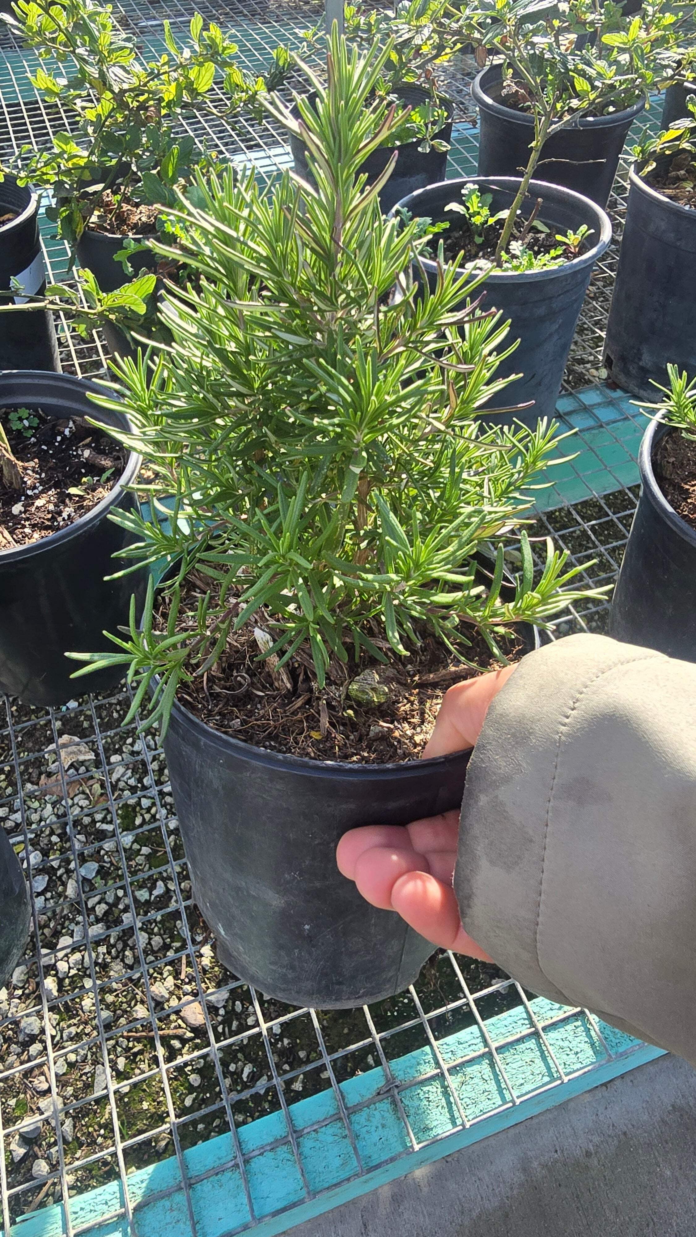 Rosmarinus officinalis 'Tuscan Blue' Rosemary plant 1 gal pot - Get similar