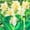 B, variant on Canna, Low Maintenance - Easy Grow - Ideal for Beds Borders, Plant Pots & Planters